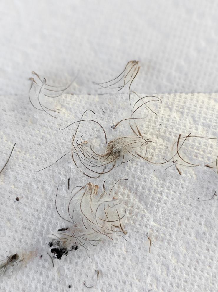 viable mature clematis seeds