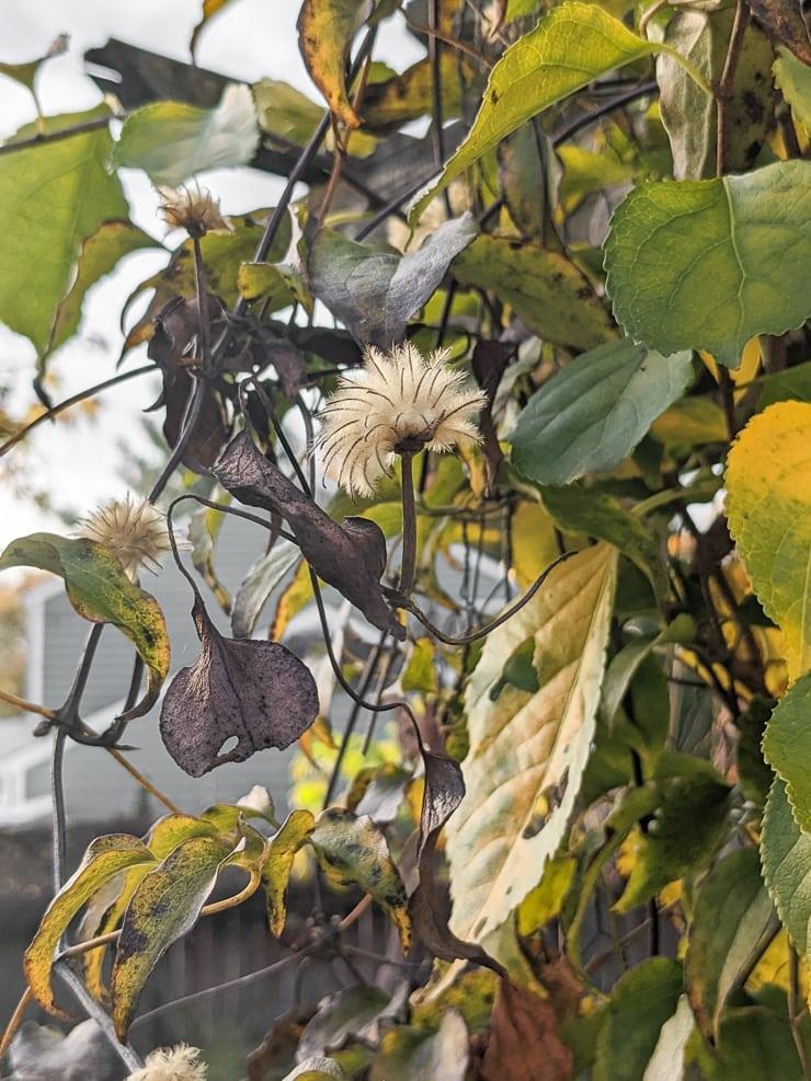 fluffy clematis seed heads