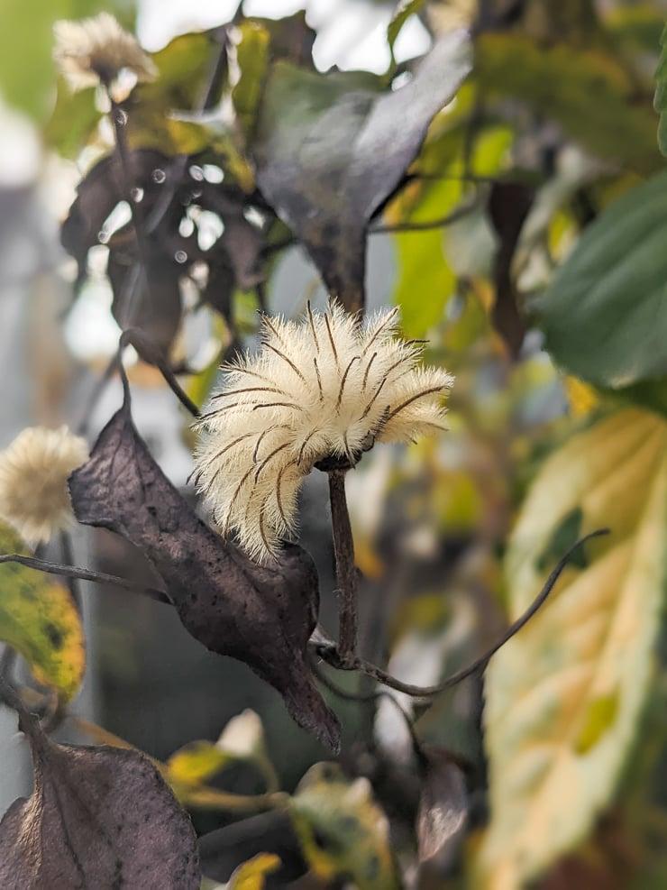 fluffy clematis seed head