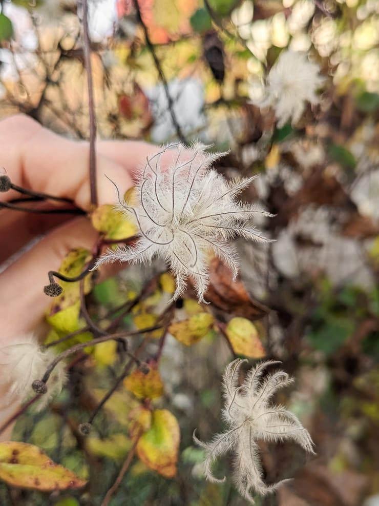 fluffy clematis seed heads