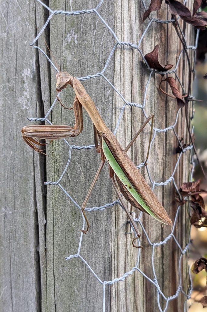 praying mantis on a trellis