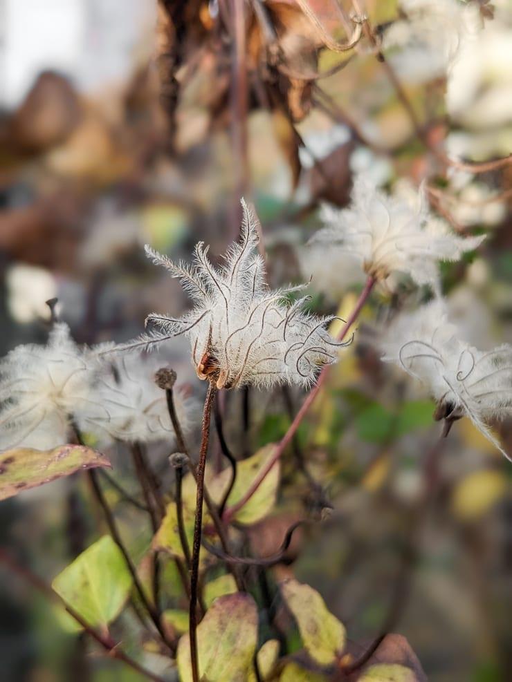 separating different clematis seeds into small baggies