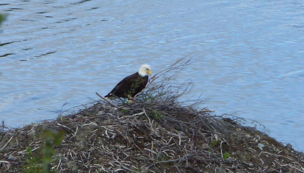 How to Identify Bald Eagle Feathers 3