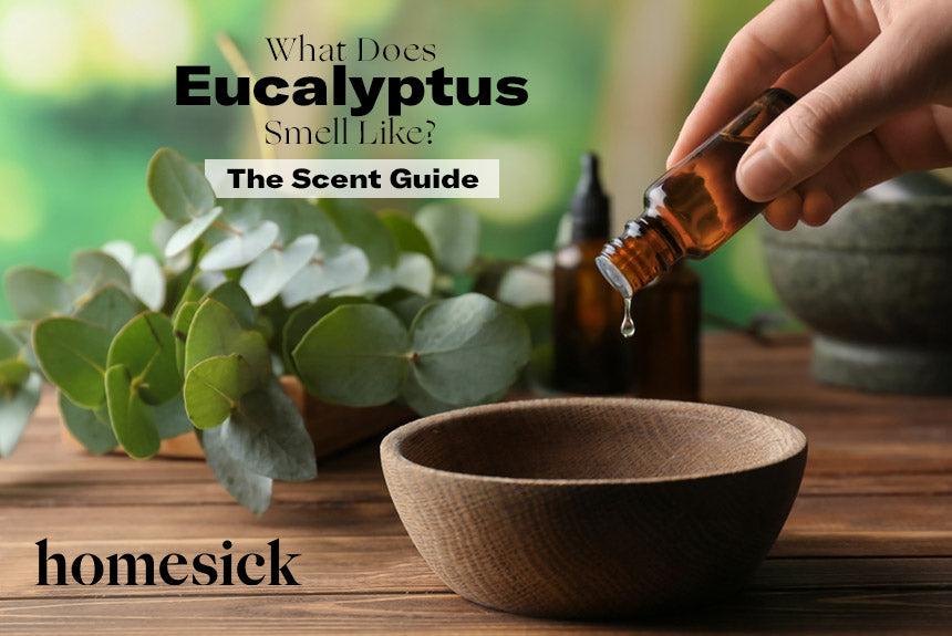 What Does Eucalyptus Smell Like? - The Scent Guide