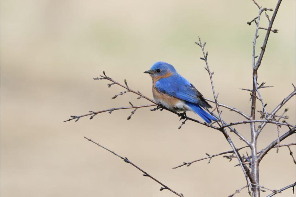 Spiritual Meanings of Bluebird