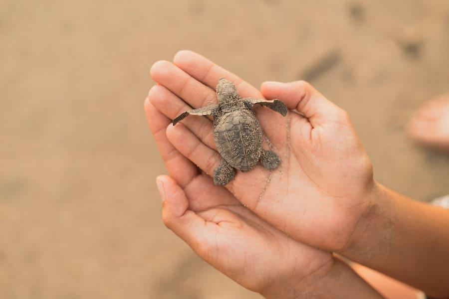 Dreaming Of Baby Turtles