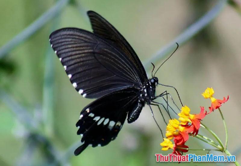 What does it mean when a black butterfly flies into the house? Good or bad? How many?