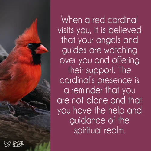 What does it mean when a red cardinal visits you