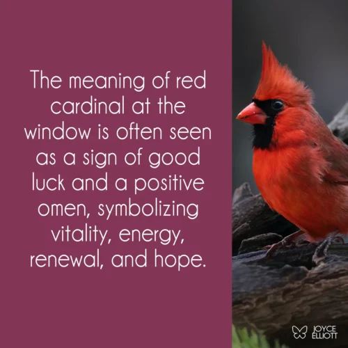 What Is The Meaning Of Red Cardinal At Window