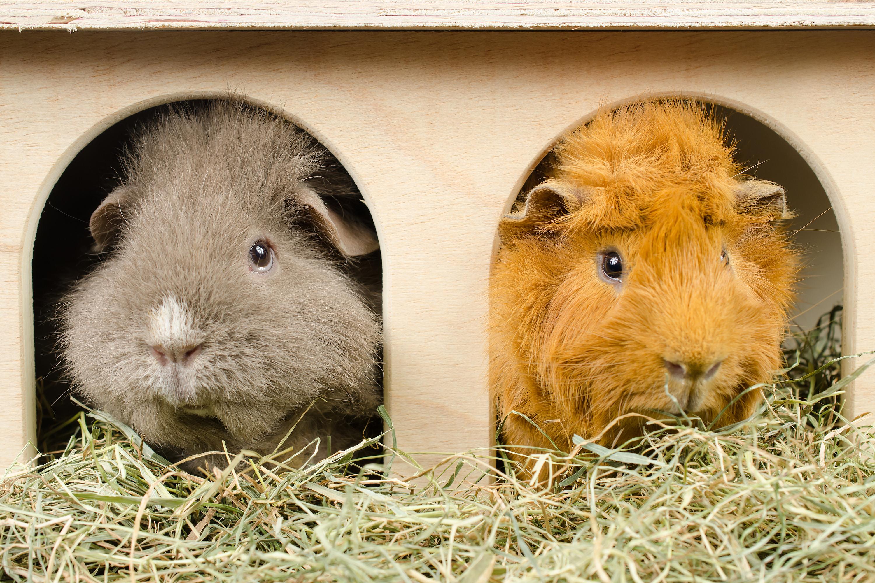 Two guinea pigs sit in an enclosure and eat hay