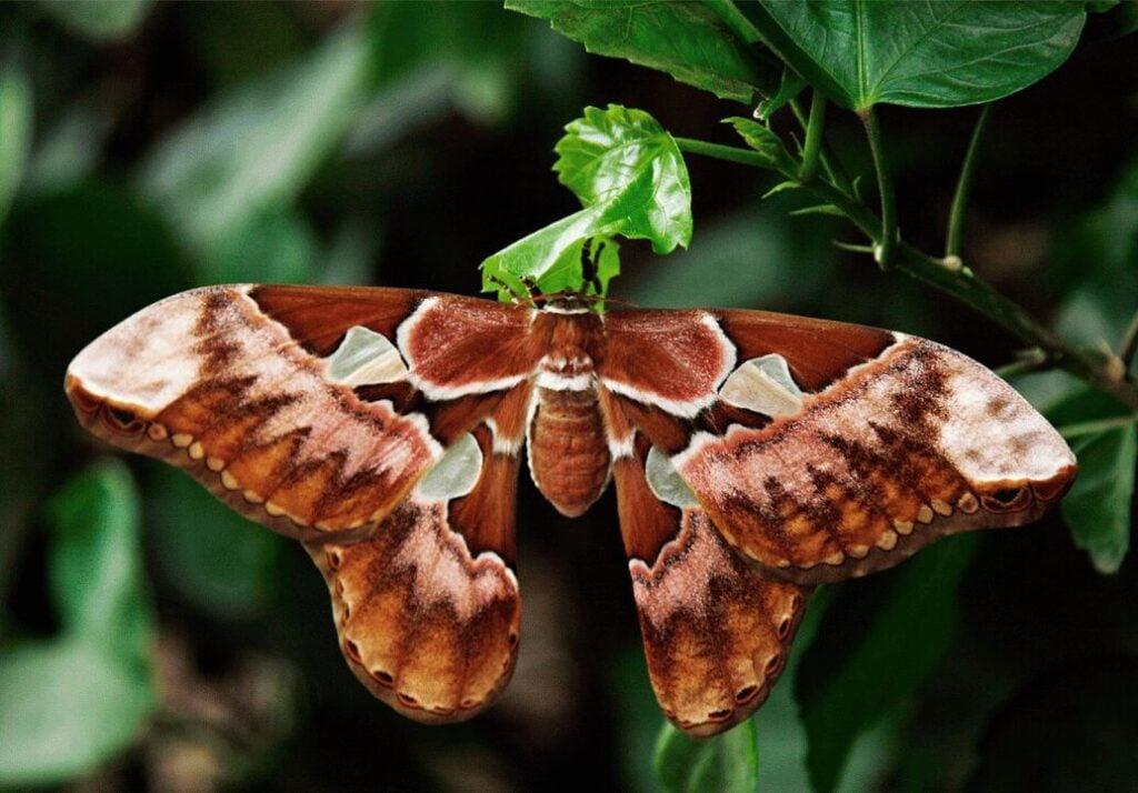 Brown Atlas Moth Spiritual meaning