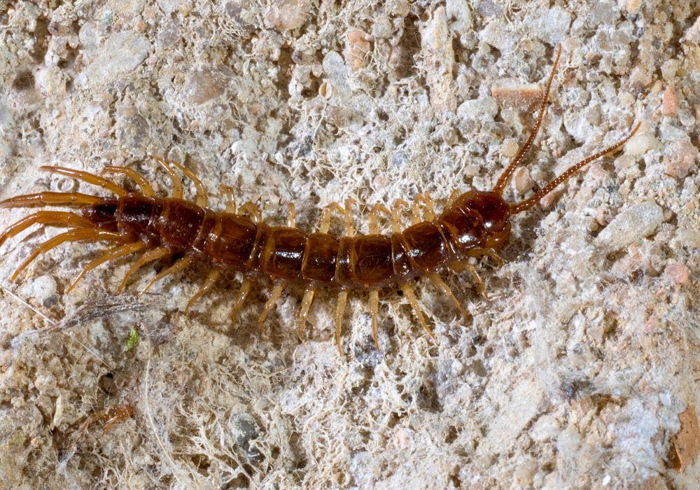 Spiritual Meanings of Dreaming of Centipede
