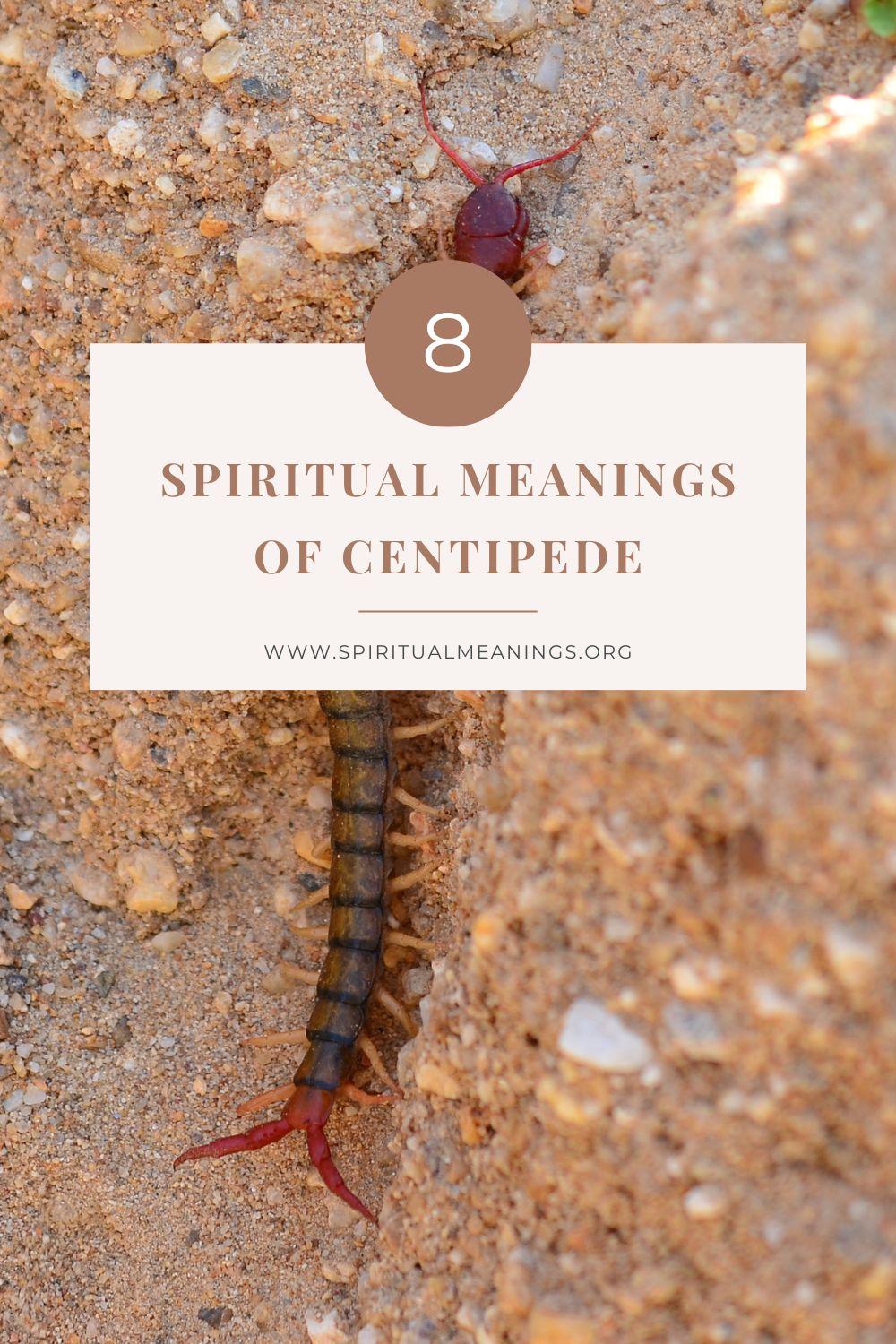 The Spiritual Meaning of the Centipede