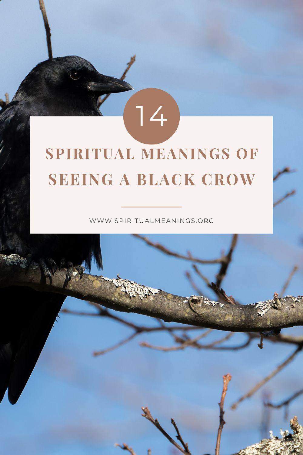 Seeing A Black Crow