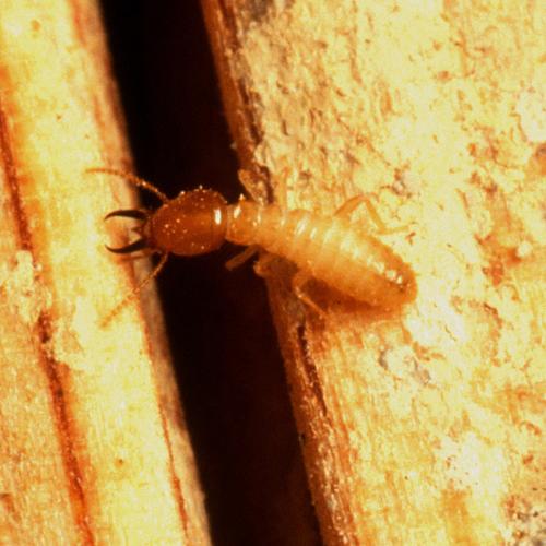 Termite bites do not get this bad