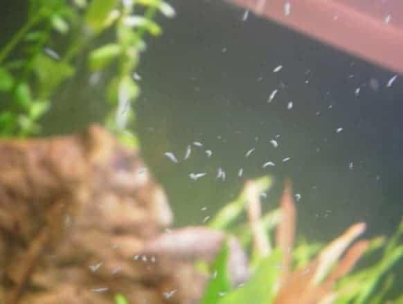 Detritus Worms in Freshwater Tank - Differences between Detritus worms and Camallanus Worms