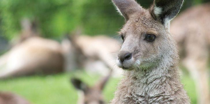 Kangaroos