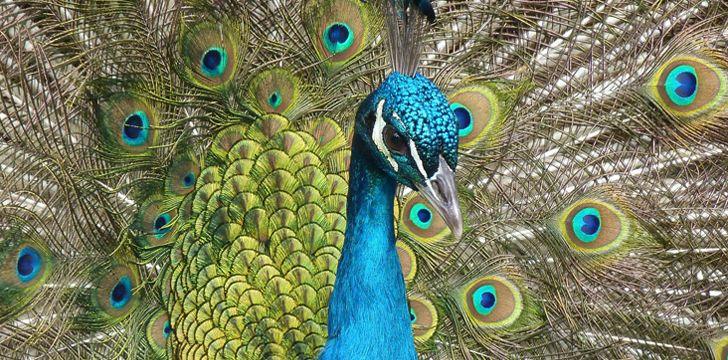 Peacock