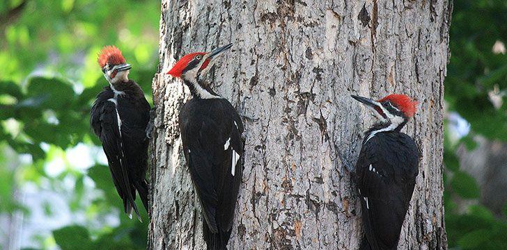 Woodpeckers pecking a tree