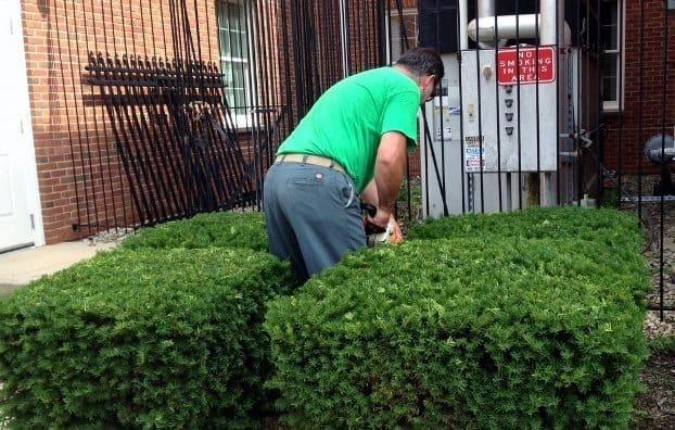shrub trimming