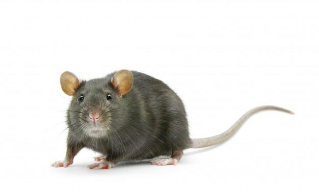Rat with a clear background