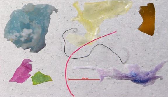 Ecological damage from microplastic pollution - horror or hyperbole?