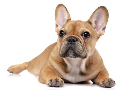 Best Dog Food for French Bulldogs