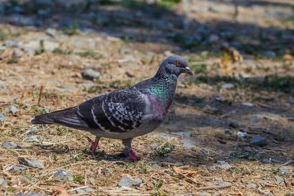 Common pigeon foraging