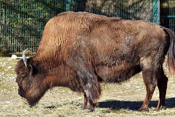 American Bison