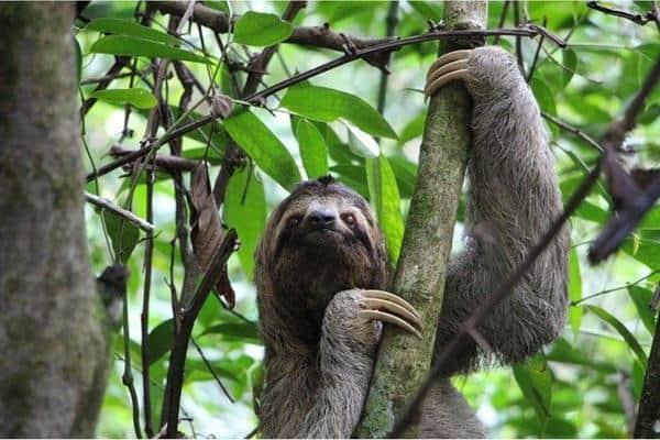 Sloths