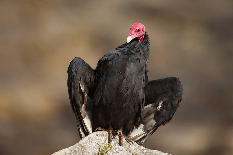 Turkey vulture