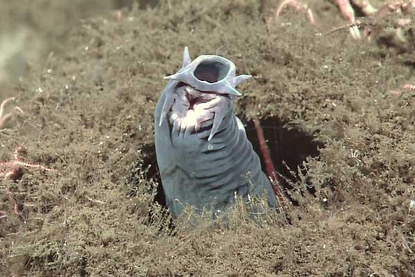 Hagfish