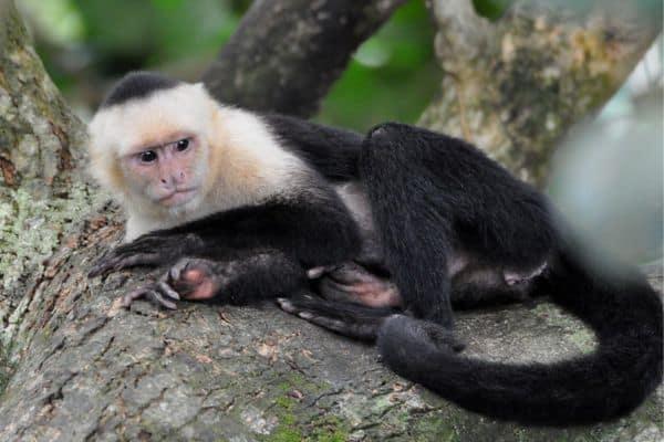 Capuchin monkey resting