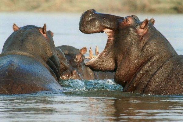 A group of Hippo playing on the river