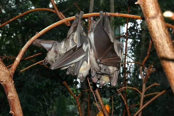 Straw-colored fruit bat