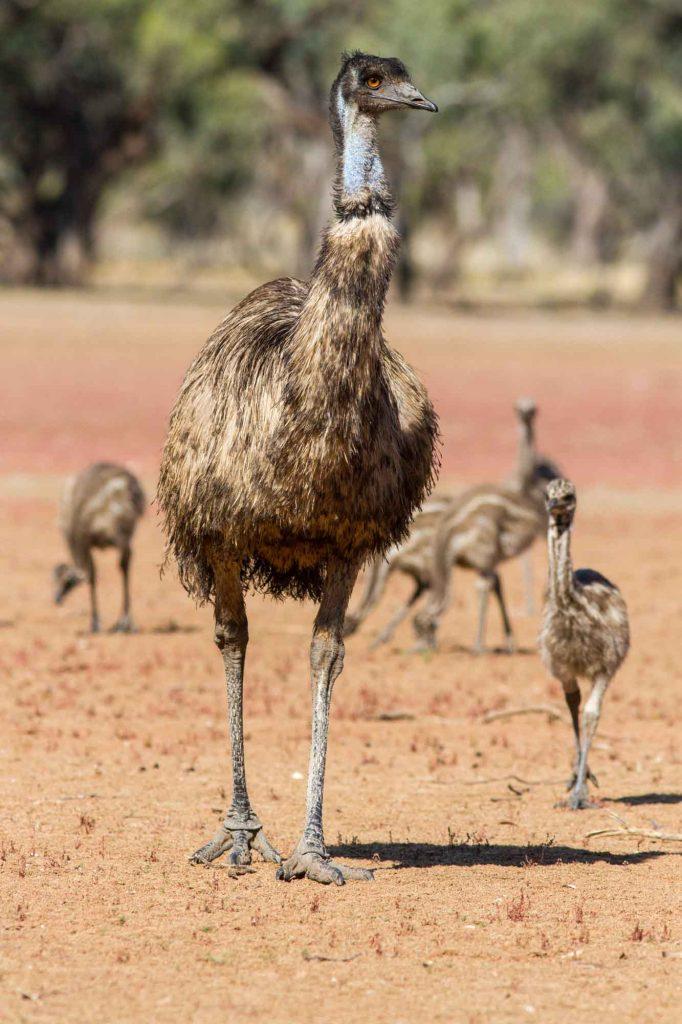 Ostrich running in desert