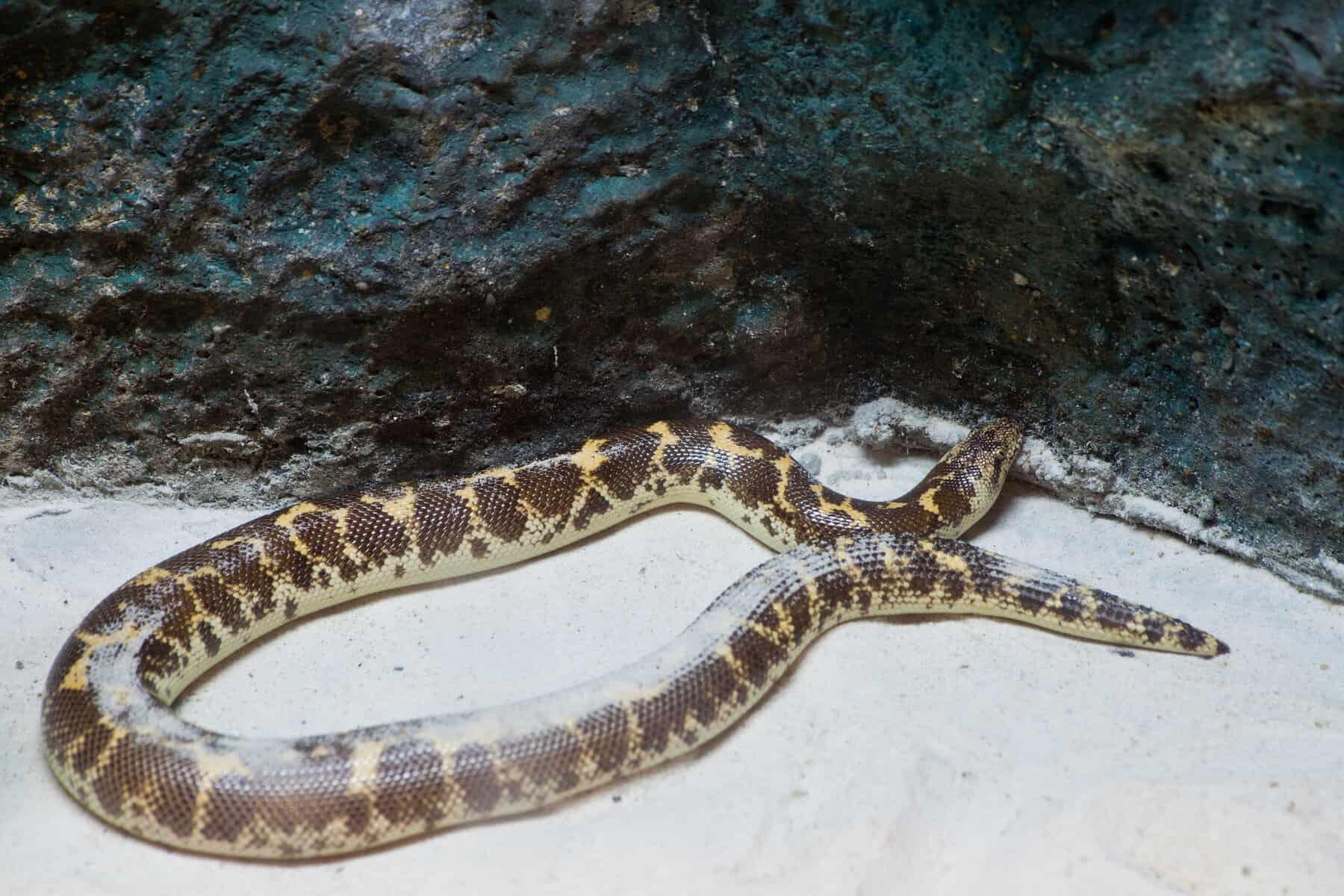 Kenyan Sand Boa