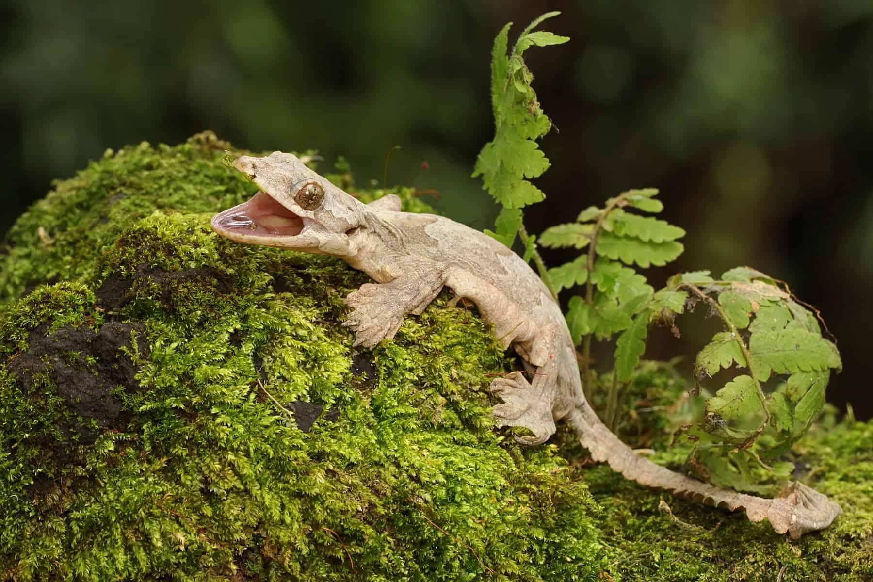 Flying Geckos