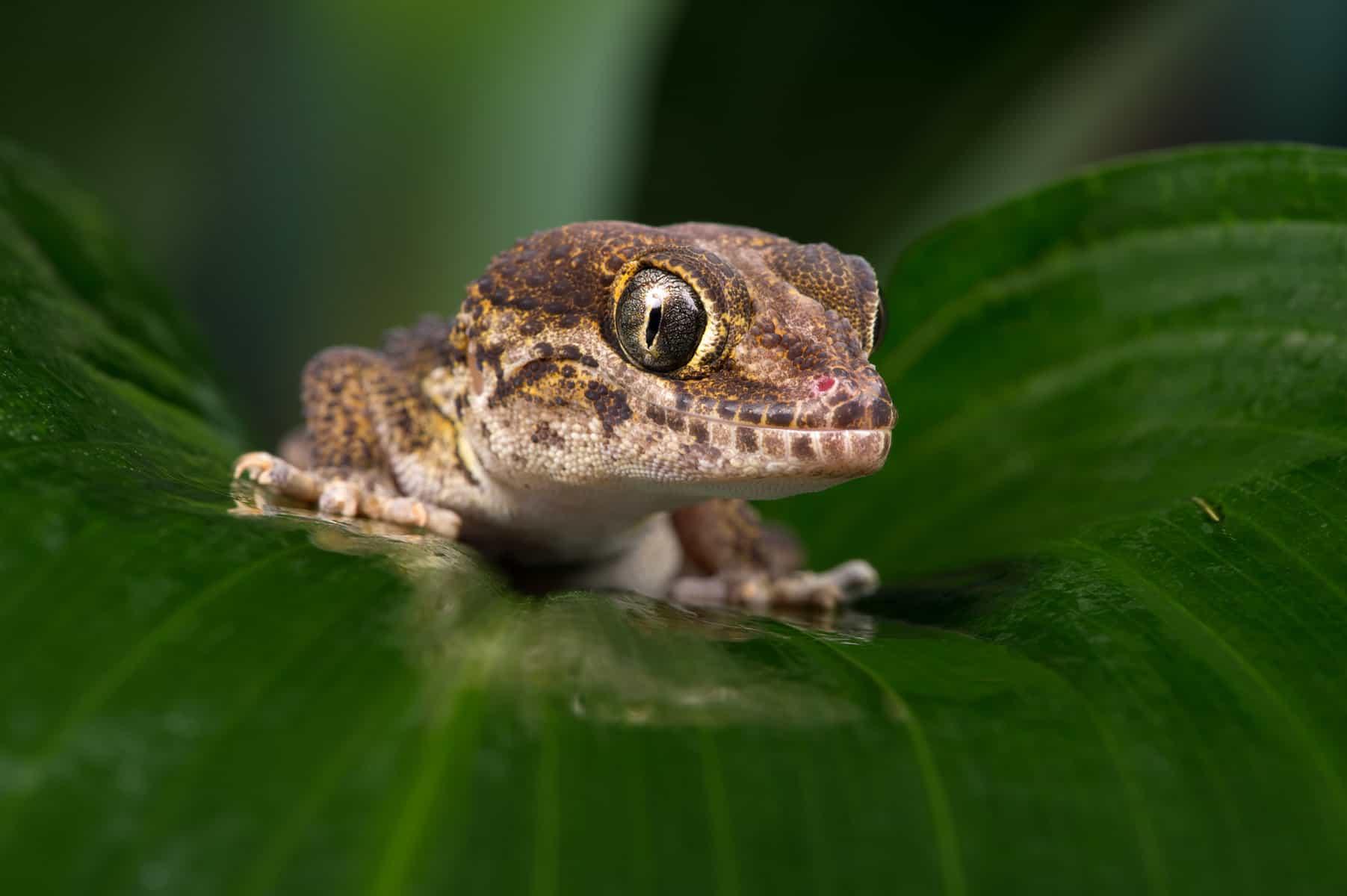 Panther Geckos