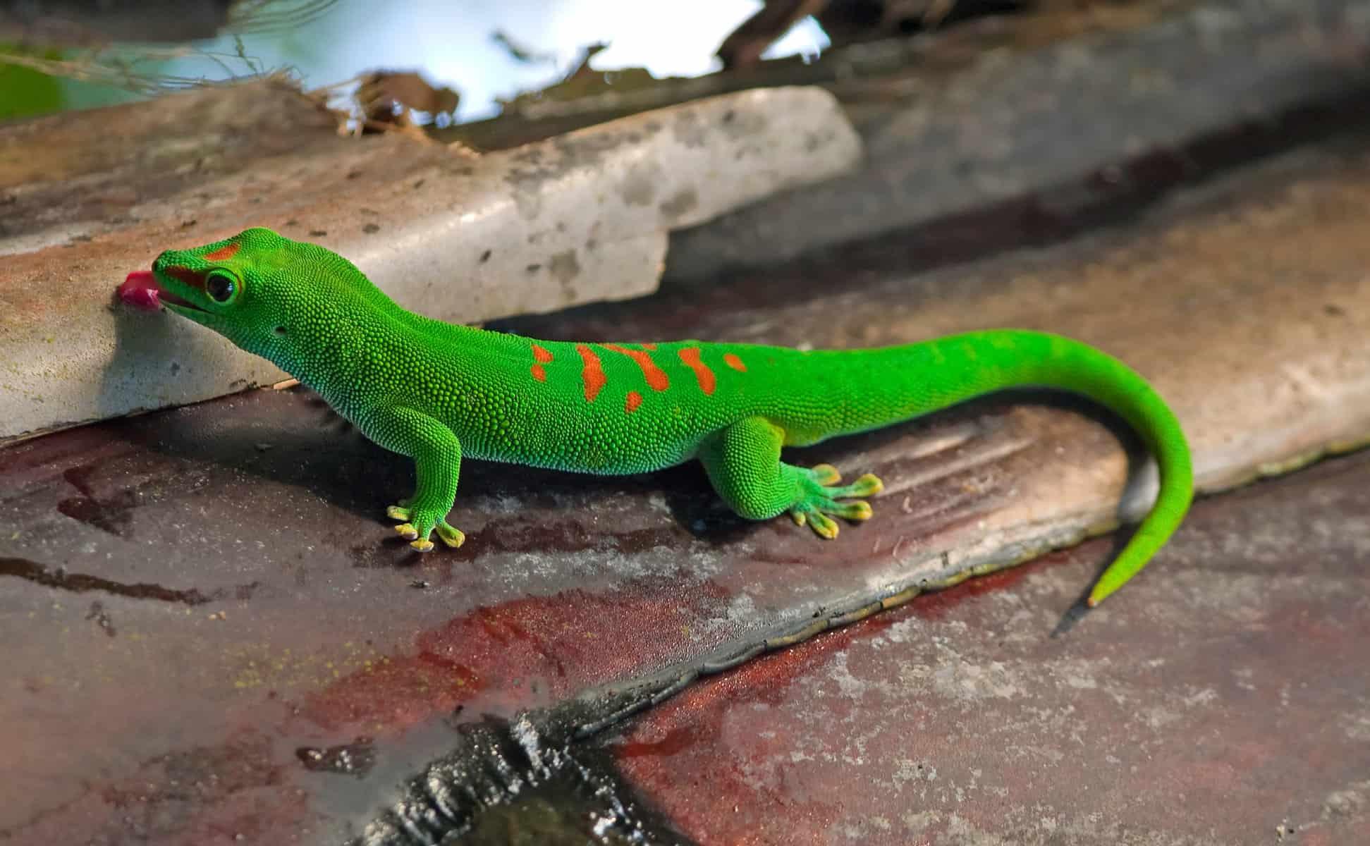 Madagascar Day Gecko