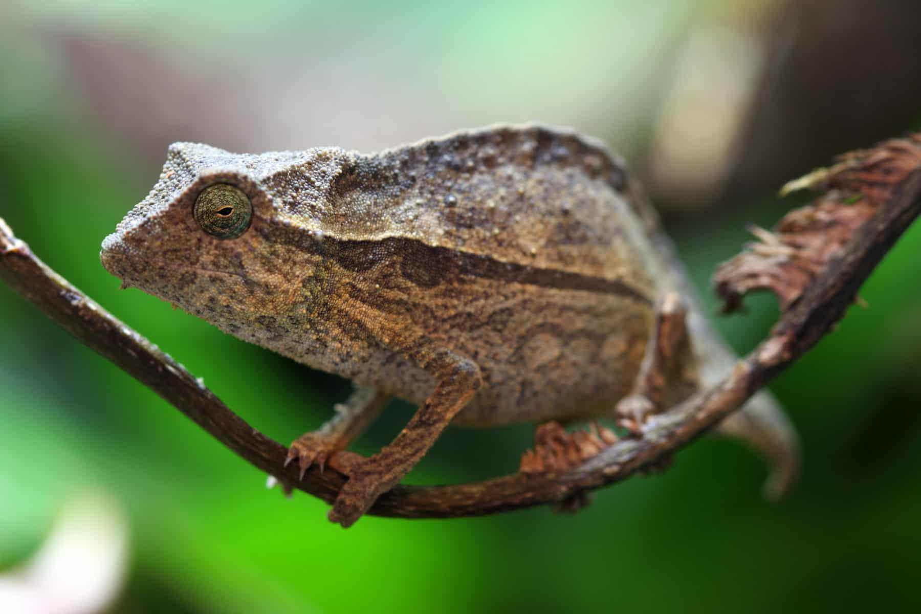 Pygmy Chameleon