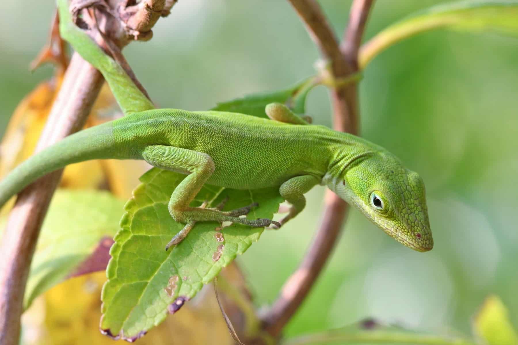 Green Anole