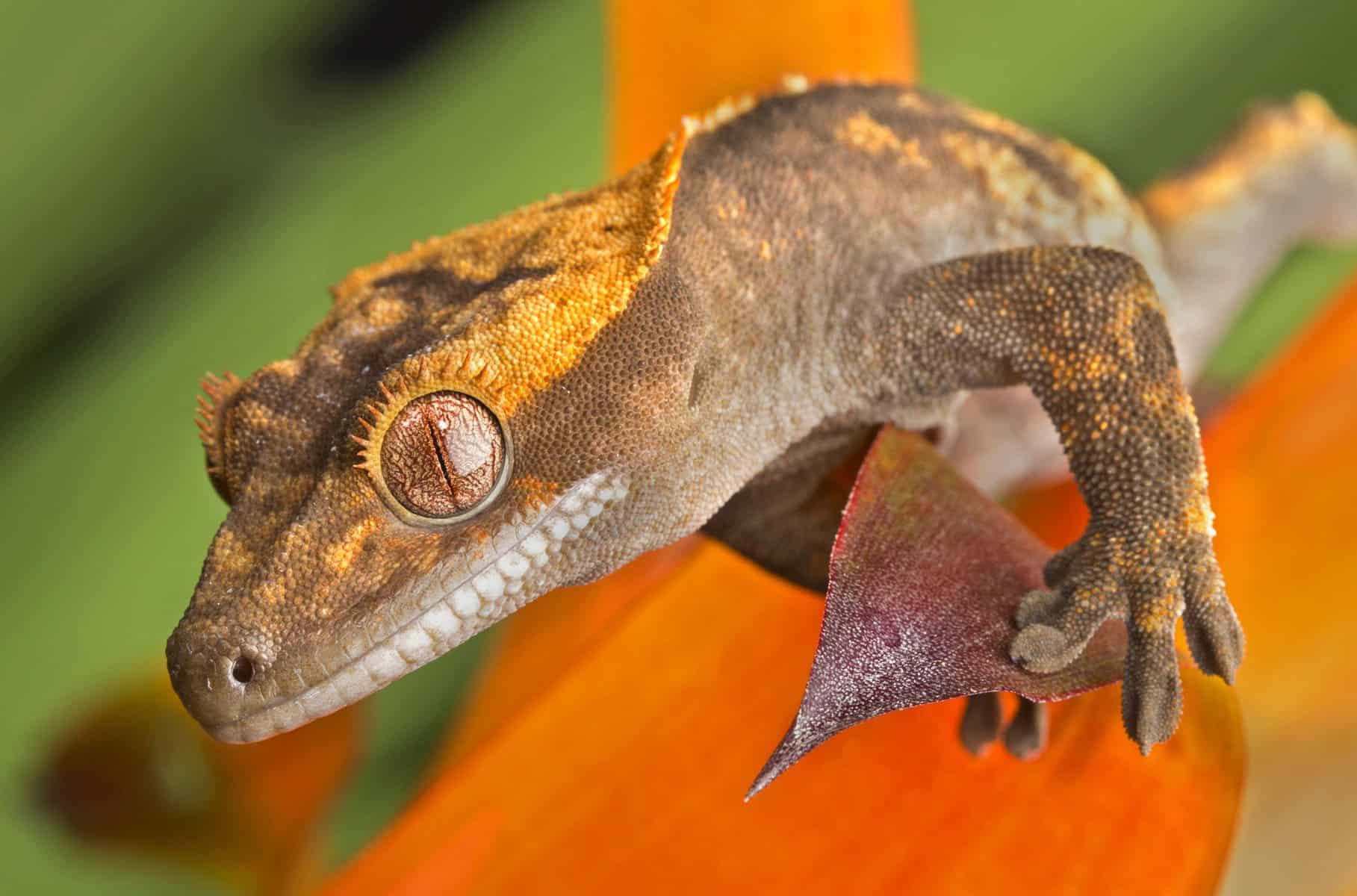 Crested Gecko