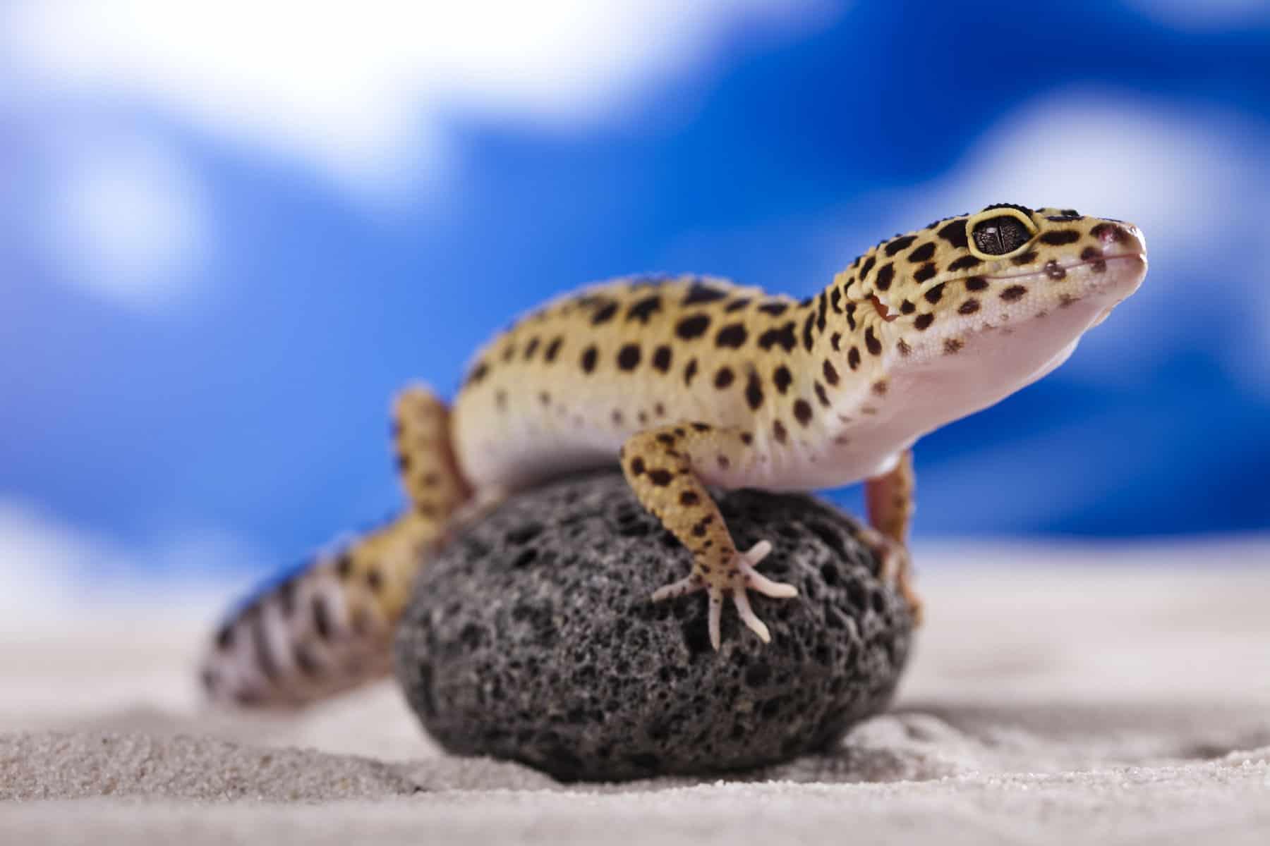 Leopard Gecko