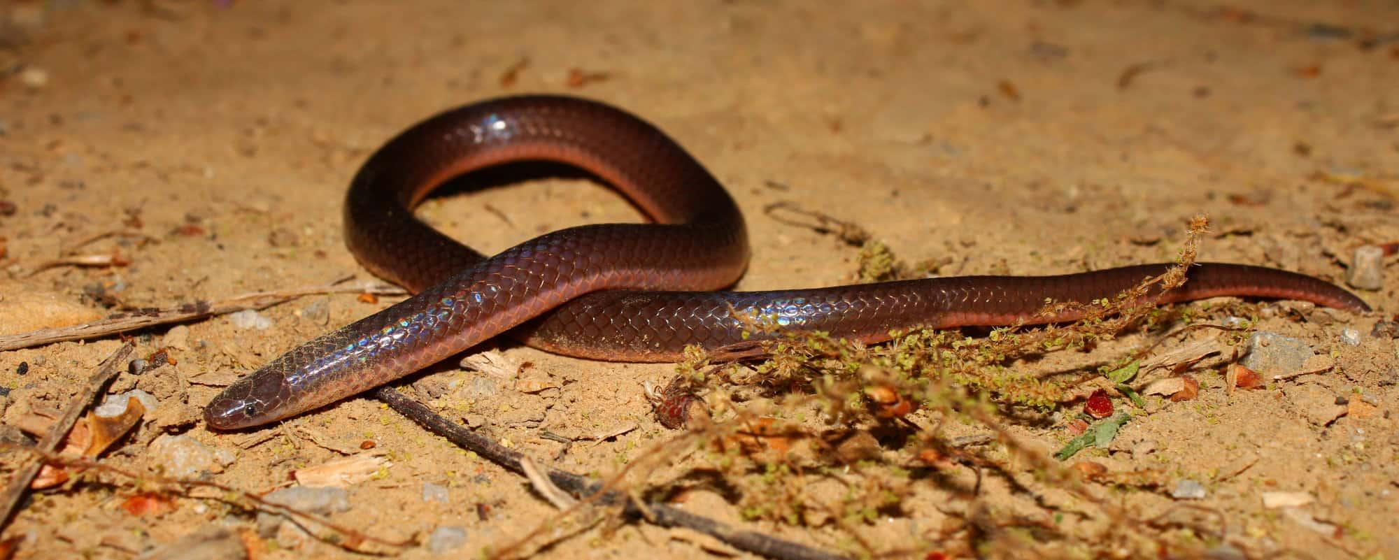 Worm Snake (Carphophis amoenus)