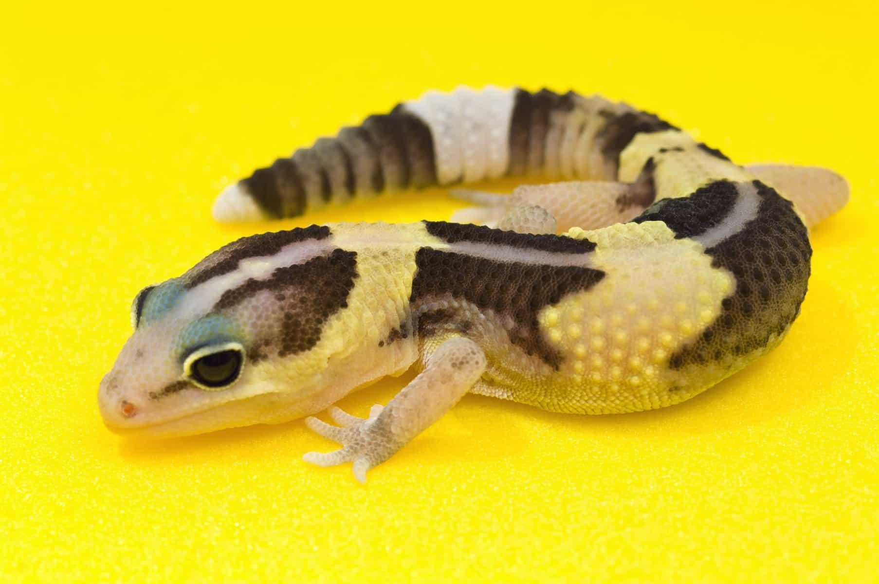 African Fat-Tailed Geckos