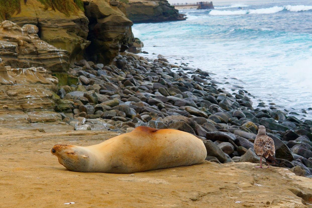 A California Sea Lion in La Jolla laying on top of a rock on its back by the beach.