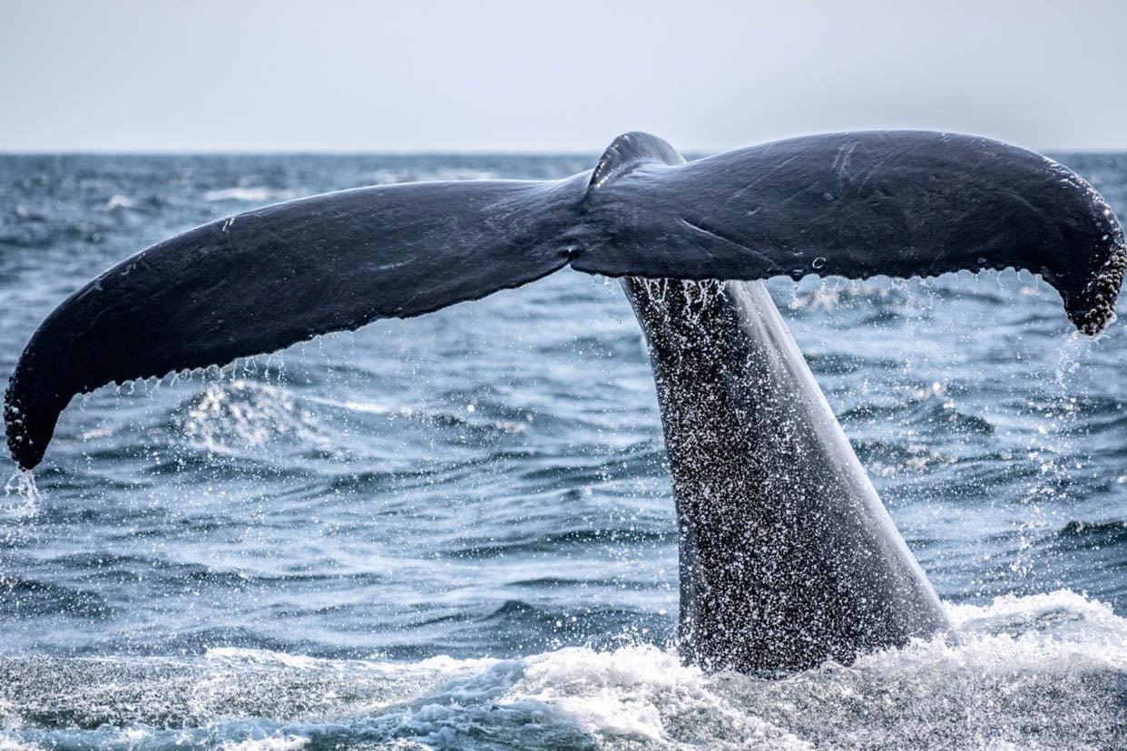 Whale watching in La Jolla, California. A whale