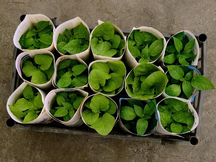 small plants inside newspaper pots