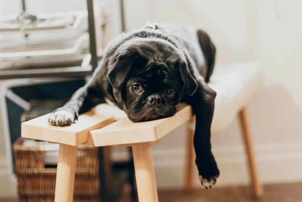 A tired puppy resting on a wooden stool. 